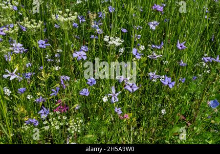 Gros plan de fleurs sauvages bleues et blanches fleurs sauvages dans un jardin à la frontière en été Angleterre Royaume-Uni Grande-Bretagne Grande-Bretagne Banque D'Images