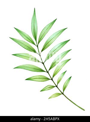Feuilles de palmier aquarelle.Branche verte exotique isolée sur blanc.Illustration botanique réaliste et détaillée Banque D'Images