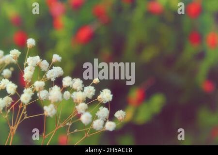 Fleurs à souffle séchées de bébé avec fond vert de jardin gros plan Banque D'Images