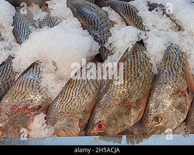 Poissons crus sur glace, différents types, hachés sur le marché du poisson dans un marché de São Paulo, Brésil. Banque D'Images