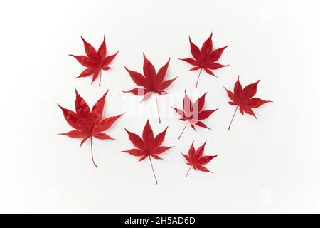 Composition de belles feuilles d'érable rouges décoratives sur fond blanc.Flat Lay, vue du dessus aménagement floral neutre minimal.Érable japonais, acer Banque D'Images