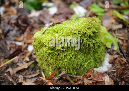 La macro de mousse blanche.Leucobryum glaucum Banque D'Images