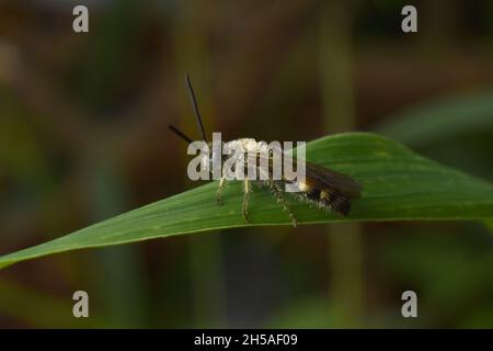 Photo en gros plan de la guêpe scoliïde perchée sur une feuille verte avec un arrière-plan flou. Banque D'Images