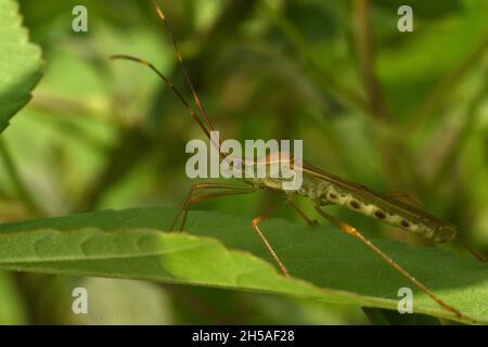 Photo en gros plan d'un insecte de riz se cachant parmi le buisson vert.Leptocorisa oratoria. Banque D'Images