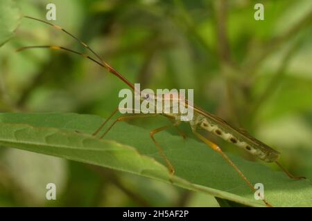 Photo en gros plan d'un insecte de riz se cachant parmi le buisson vert.Leptocorisa oratoria. Banque D'Images