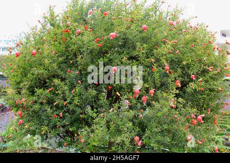 Grenade: Arbre avec beaucoup de fruits mûrs, isolé dans un jardin à Los Angeles, Etats-Unis.(Punica granatum) Banque D'Images