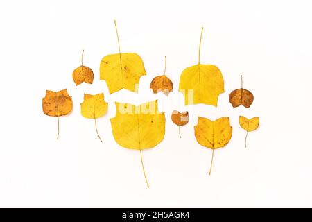 Composition de feuilles d'automne décoratives dorées sur fond blanc.Flat Lay, vue du dessus aménagement floral neutre minimal.Décoration de saison élégante Banque D'Images