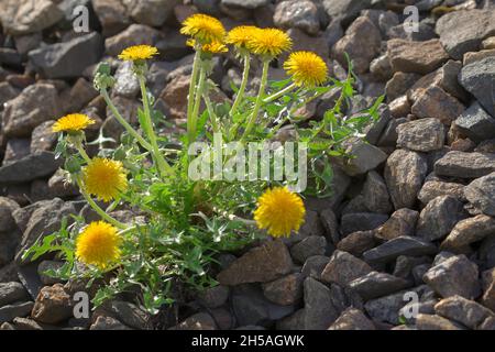 Pissenlit commun sans prétention (Taraxacum officinale) le pissenlit pousse sur le côté d'une route de gravier.Plante de printemps en pleine croissance pendant la hauteur de f Banque D'Images
