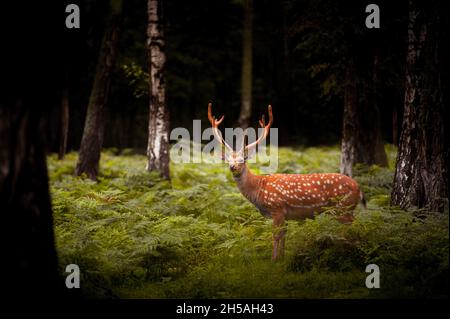 Un jeune cerf se dresse parmi les bouleaux et les paparotes Banque D'Images