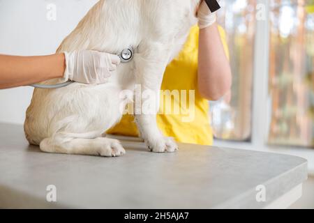 Photo de l'examen de routine du chien au bureau du médecin Banque D'Images