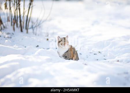 Joli petit chat assis sur la neige fraîche en plein air dans le jardin d'hiver pendant la neige.Chat à fourrure le jour d'hiver enneigé Banque D'Images