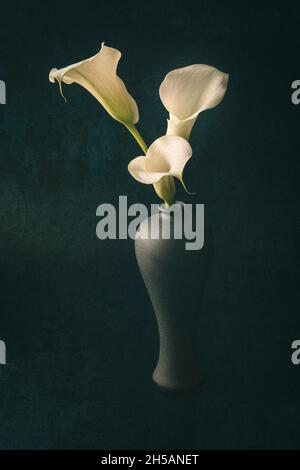 Trois lilies de Calla blanches dans un vase gris sur fond vert foncé Banque D'Images
