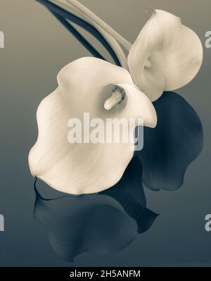 Deux nénuphars Calla blancs sur fond réfléchissant en duotone Banque D'Images