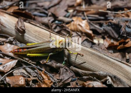 Tropidacris collaris sauterelle de la famille des Romaleidae, région: nord de l'Amérique du Sud. Banque D'Images