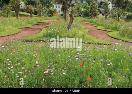 Exposition de fleurs sauvages dans les jardins d'Abbey Park, Torquay, South Devon. Banque D'Images