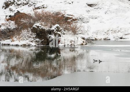 Paire de Garrots d'Islande (Bucephala islandica) dans un petit lac pendant les chutes de neige dans la région de Myvatn, lac Myvatn, Nordurland Eystra, Islande Banque D'Images