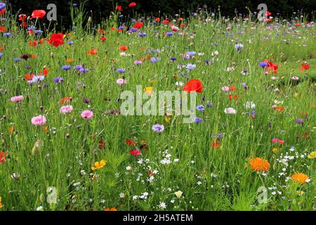 Exposition de fleurs sauvages dans les jardins d'Abbey Park, Torquay, South Devon. Banque D'Images