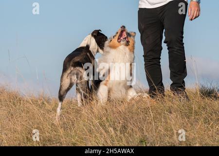 Blue merle chien de berger australien court et saute sur la prairie de la Praglia avec un chien de Pitbull chiot en Ligurie en Italie Banque D'Images