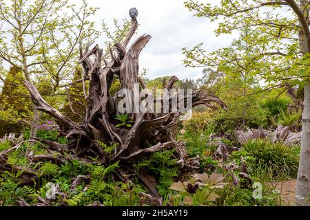 The Stumpery, Collector Earl's Garden, Arundel Castle, West Sussex, Royaume-Uni Banque D'Images