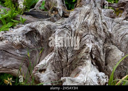 Gros plan d'une souche d'arbre dans le Stumpery, Arundel Castle Gardens, West Sussex, Royaume-Uni Banque D'Images