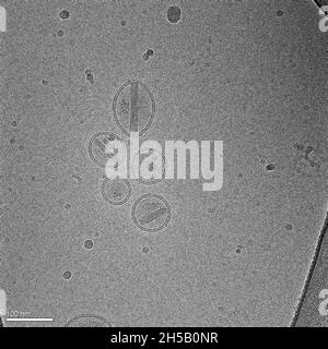 Image, prise avec un microscope électronique cryogénique Banque D'Images