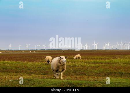 Moutons dans les pâturages de la Frise du Nord éoliennes protection du climat Banque D'Images