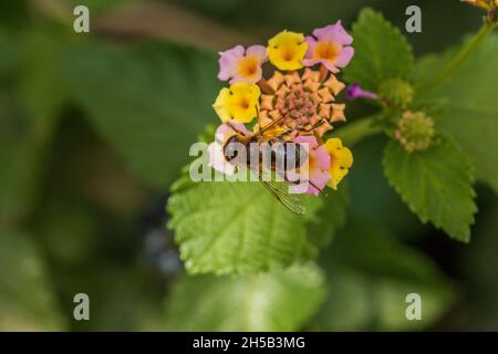 Eristalis tenax, mouche de drone commune sur une fleur de Lantana Banque D'Images
