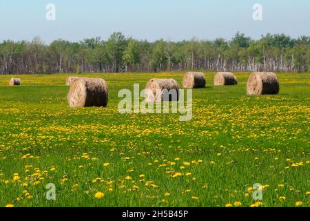 balles rondes d'alpaga de paille coupées avec champ vert au printemps plein de fleurs Banque D'Images