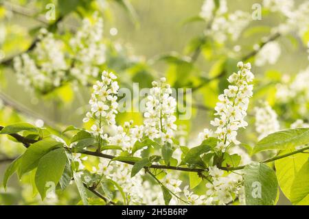 Cerisier d'oiseau, Prunus pagus fleurit lors d'une légère pluie le soir de printemps en Estonie. Banque D'Images