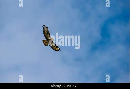 Un bourdonnement commun (Buteo buteo) qui s'envolait et survole un ciel bleu ensoleillé, East Lothian, Écosse, Royaume-Uni Banque D'Images