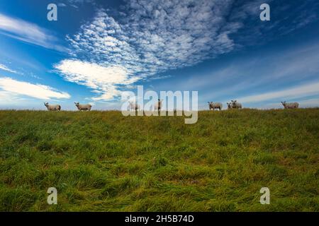 Moutons sur une digue dans la mer des wadden près de Mandoe, Esbjerg, Danemark Banque D'Images