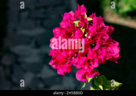 Bougainvillea est une plante grimpée et ligneuse aux fleurs pourpres, blanches, roses et rouges.il est important qu'elle soit exempte de maladies et d'insectes. Banque D'Images