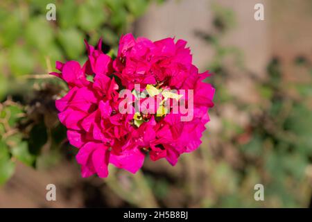 Bougainvillea est une plante grimpée et ligneuse aux fleurs pourpres, blanches, roses et rouges.il est important qu'elle soit exempte de maladies et d'insectes. Banque D'Images