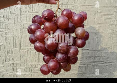 Type brunâtre rouge de raisins doux de grande taille avec tige importée en Inde asie.Bouquet de grands raisins biologiques rouges sur fond de mur Banque D'Images