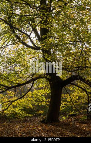 Lumière d'automne, hêtres à Wentwood Forest, Ggent, pays de Galles, Royaume-Uni Banque D'Images