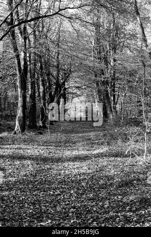 Lumière d'automne, hêtres à Wentwood Forest, Ggent, pays de Galles, Royaume-Uni Banque D'Images