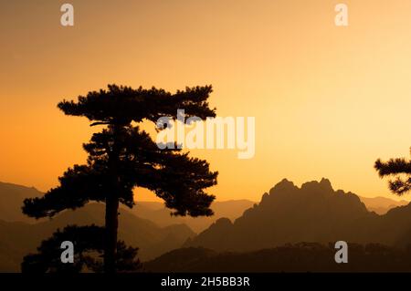 FRANCE, CORSE ( 2A ), ZONZA, LE COL DE BAVELLA LE MATIN Banque D'Images