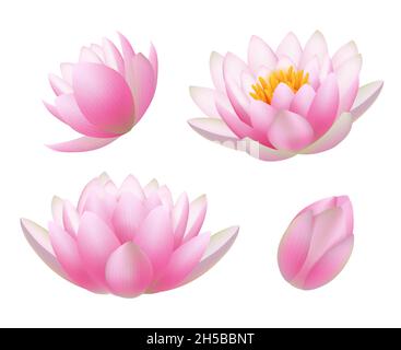 Fleurs de Lotus.Réalistes belles plantes fleurs bourgeons et feuilles symboles du bouddhisme vecteur décents images de la nature Illustration de Vecteur