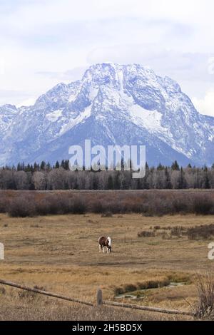 Unique, solitaire, cheval de pâturage dans le paysage d'automne de Teton Mountain suggère la grande tranquillité de l'écosystème de Yellowstone en hiver se Banque D'Images