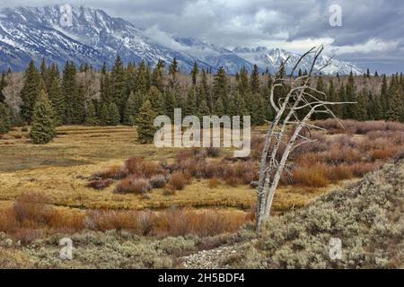 L'or, le jaune, le rouge et le vert d'automne des arbres, des saules, des herbes et des broussailles en premier plan, avec des nuages orageux accrochés aux Tetons de la Nation Grand Teton Banque D'Images