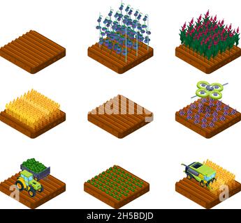 Étapes de récolte.Ferme champ blé et légumes processus agricoles culture garish vecteur collection isométrique Illustration de Vecteur