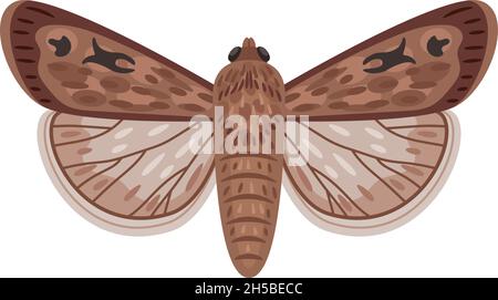 Papillon exotique.Insecte de nuit de dessin animé avec des ailes, volant incroyable grand papillon australien, illustration vectorielle de papillon de bogong isolé sur fond blanc Illustration de Vecteur