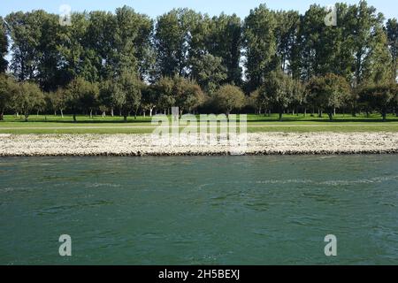 Plantation de pommes sur la rive est du Rhin vue de la rivière par un jour d'automne froid et ensoleillé, Maxau, Karlsruhe, Bade-Wurtemberg, Allemagne Banque D'Images