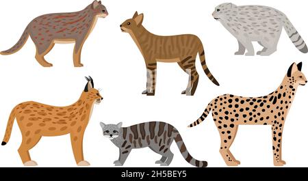 Ensemble chats sauvages.Caricature gros mammifères agressifs, personnages de zoo moelleux, chat de jungle servile pallas chat rouillé chat tacheté illustration du vecteur caracal, ravissant prédateurs faune isolée sur fond blanc Illustration de Vecteur
