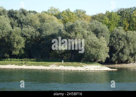 Rive orientale du Rhin vue de la rivière par une journée d'automne froide et ensoleillée, Eggenstein-Leopoldshafen, Bade-Wurtemberg, Allemagne Banque D'Images