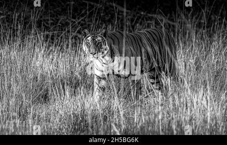 Tigre dans l'herbe en noir et blanc Banque D'Images