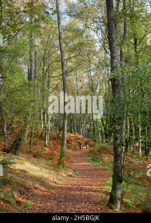 Couleurs d'automne à Knock Hill, Crieff, Perthshire, Écosse. Banque D'Images