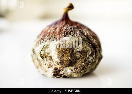 Moule sur les figues pourpres mûres de près .Mise au point sélective.Moulez les spores pendant le transport des fruits.Dommages aux fruits pendant l'entreposage par des champignons de moisissure toxiques. Banque D'Images