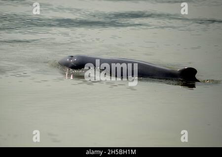 Un dauphin d'Irrawaddy (Orcaella brevirostris) a vu des maillots de bain dans la zone de croisière sur la faune de la rivière Santubong à Sarawak, îles Bornéo, Malaisie, le 03 septembre 2019.La population de dauphins d'Irrawaddy dans plusieurs régions du monde est inscrite dans la liste de l'UICN comme une espèce en danger critique d'extinction.Connus, les dauphins d'Irrawaddy se sont également fondés autour des zones côtières de l'aire de répartition rétrécir en Birmanie, Inde et aussi quelques côtes de pays d'Asie du Sud-est, y compris le sud de la Thaïlande, Bornéo (Malaisie), la rivière Mahakam de Kalimantan (Indonésie), les Philippines et l'Australie du Nord-est.Photo par Aditya Sutanta Banque D'Images