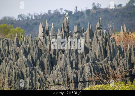 Madagascar, les Tsingy de Bemaraha - calcaire karstique érodé Banque D'Images